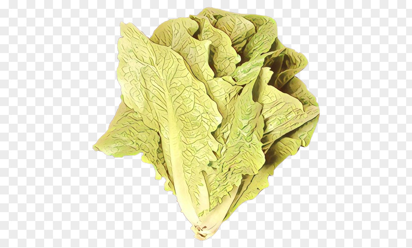 Flower Savoy Cabbage Leaf Romaine Lettuce Vegetable PNG