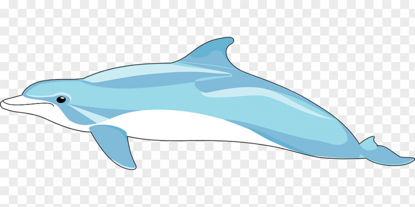 Dolphin Common Bottlenose Windows Metafile Clip Art PNG