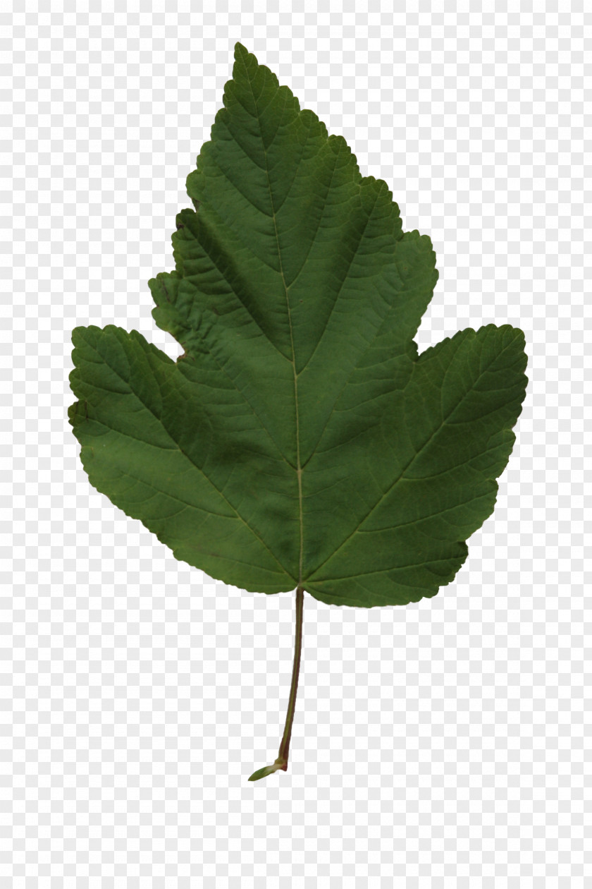 Leaf Populus Balsamifera Nigra Tree Trichocarpa PNG