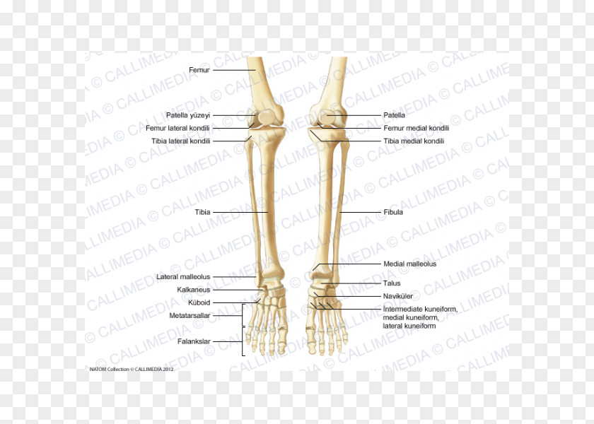 Skeleton Thumb Bone Human Anatomy PNG