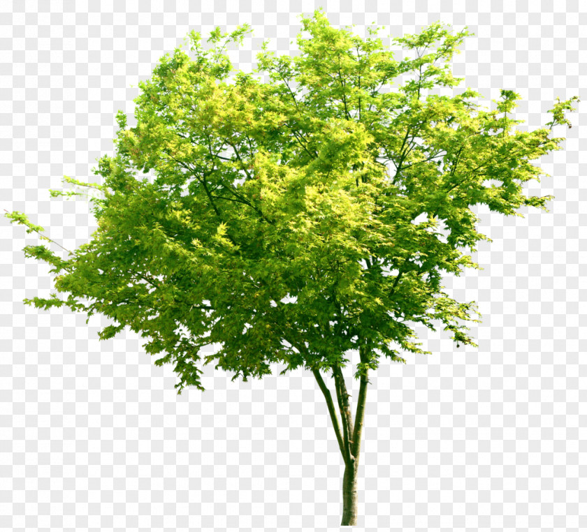 Tree Plant Leaf Stock Photography PNG