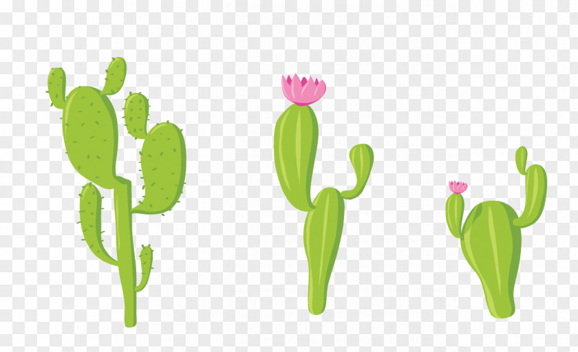 Vector Green Cactus Cactaceae Euclidean PNG