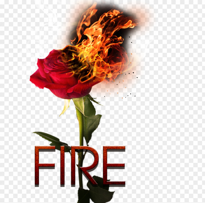 Burning Rose Leave The Material Garden Roses Beach Green Snake Flower PNG