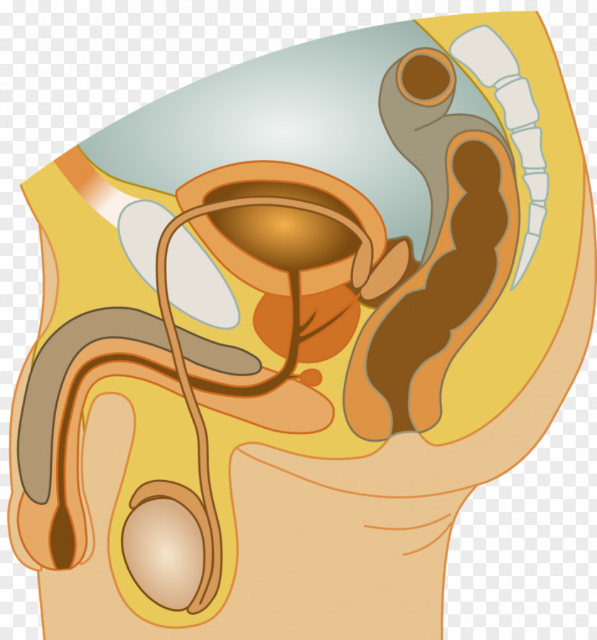 Female Reproductive System Organ PNG reproductive system system, others clipart PNG