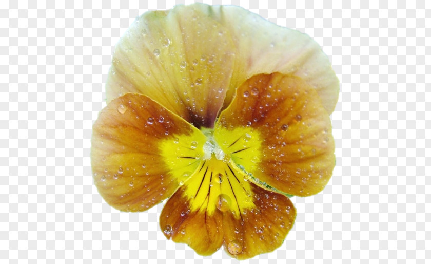 Pansy Information Photography Clip Art PNG