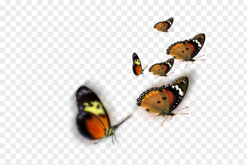Photoshop Butterfly Insect PNG
