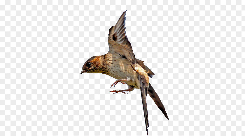 Swallows Fly Vacated Swallow Bird Flight Hawk PNG