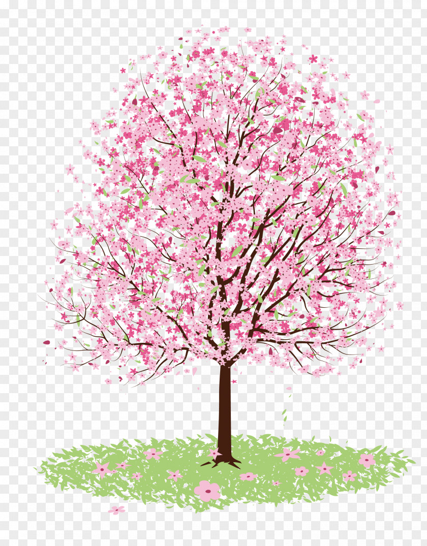 Vector Cherry Tree Blossom Drawing PNG