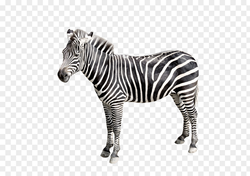 Zebra PNG