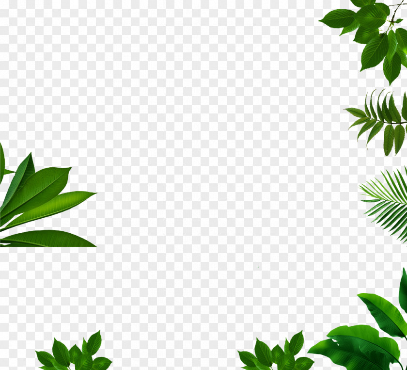All Kinds Of Green Leaf Download Clip Art PNG