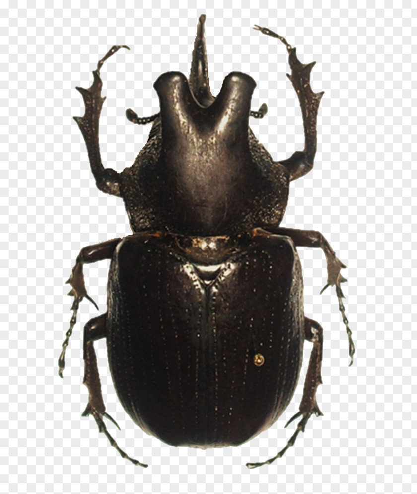 Beetle Transparent Images Dynastinae Clip Art PNG