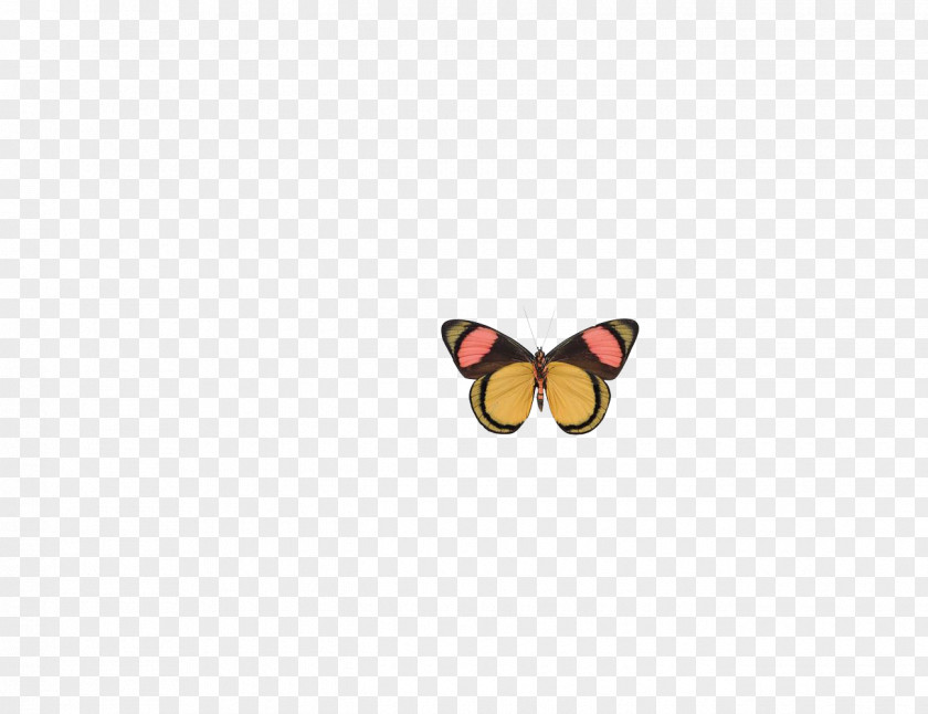 Butterfly Truth Pattern PNG