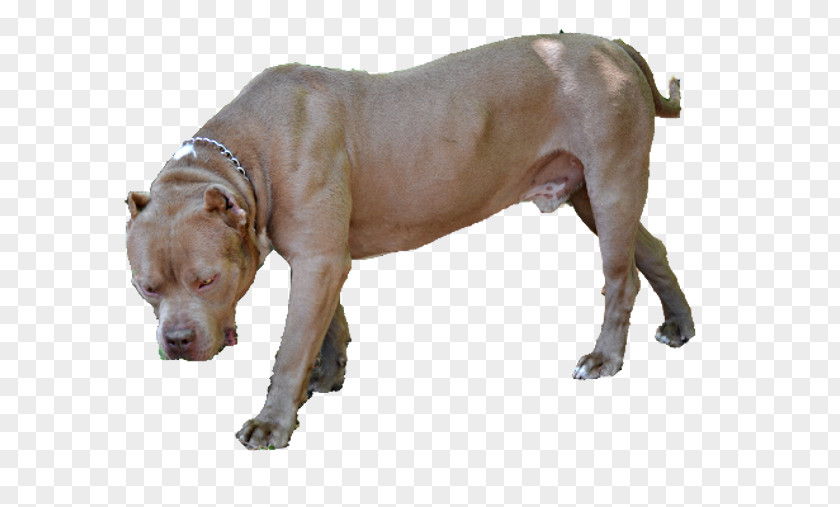Pit Bulls Parolees American Bull Terrier Olde English Bulldogge Dog Breed PNG