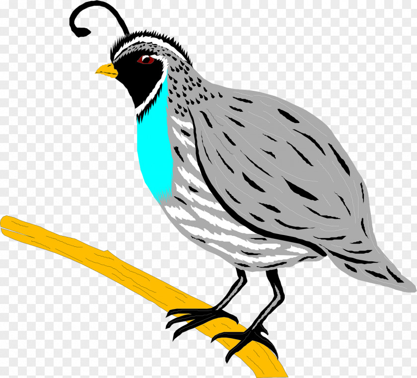 Bird California Quail Chicken Clip Art PNG