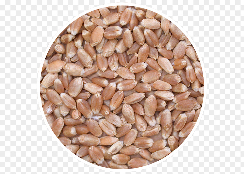 Canada Sprouted Wheat Cereal Seed Whole Grain PNG