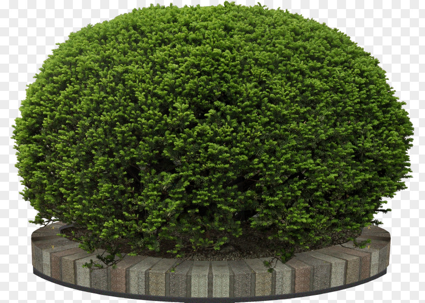 Landscaping Evergreen Green Grass Background PNG