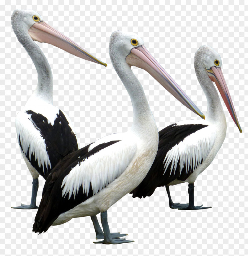 Pelicans Bird Pelican PNG