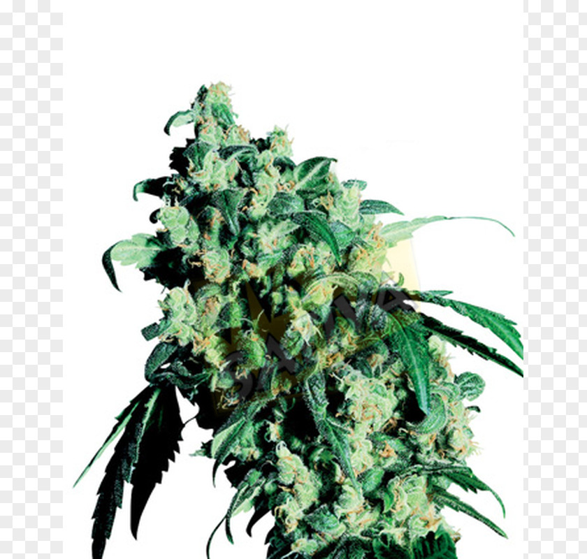 Skunk Cannabis Cup Sensi Seeds PNG
