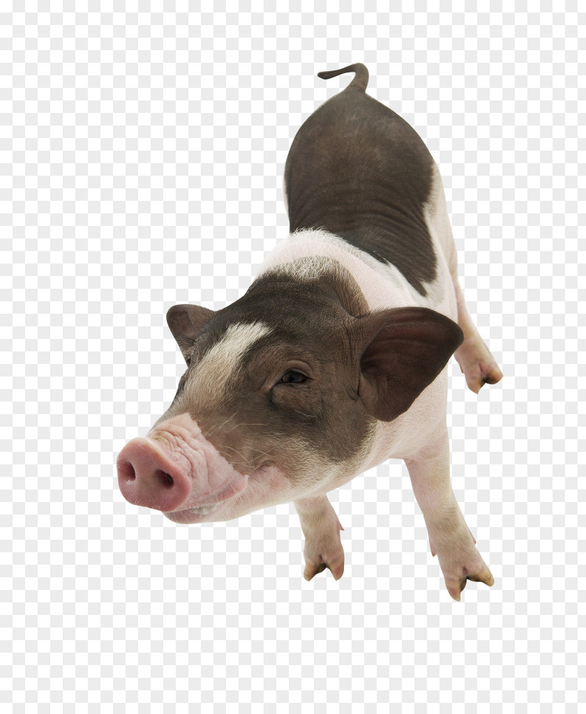 Squinting Pig Large White Pet Photography PNG