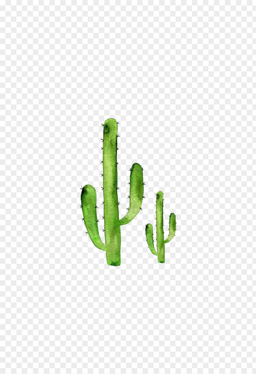 Watercolor Cactus Cactaceae Painting PNG