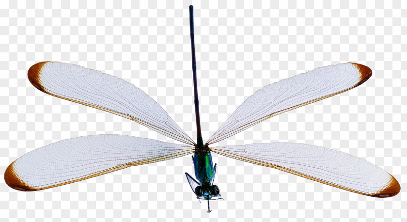 White Dragonfly Insect Reptile Arthropod PNG