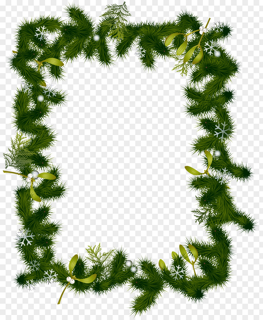 American Larch Vascular Plant Christmas Tree White PNG