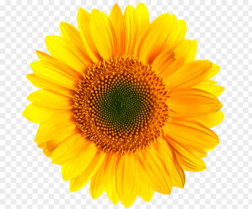 Sunflower Transvaal Daisy Yellow Stock Photography Family Clip Art PNG