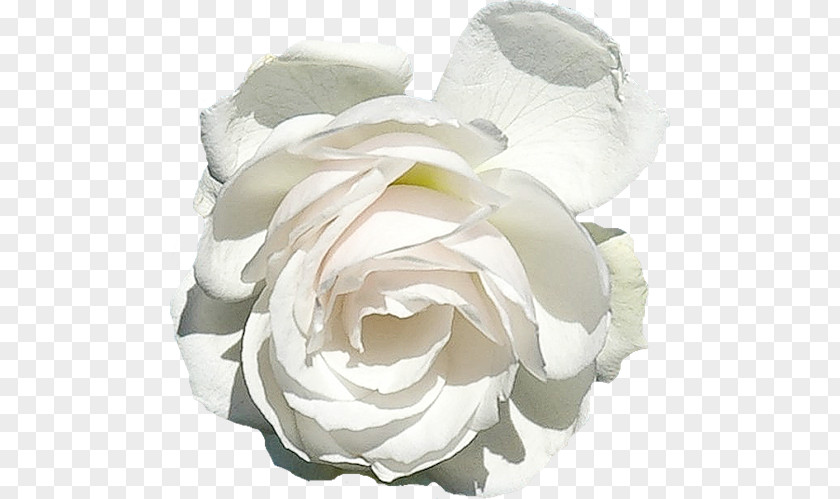 Flower Garden Roses Centifolia Floribunda White PNG