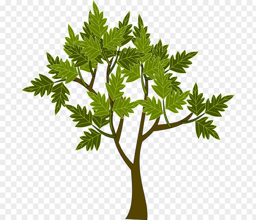 Green Tree Star Magnolia Branch Shrub Image PNG