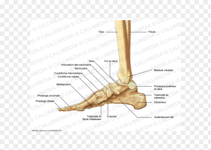 Pelvis Finger Foot Lateral Bone Anatomy PNG