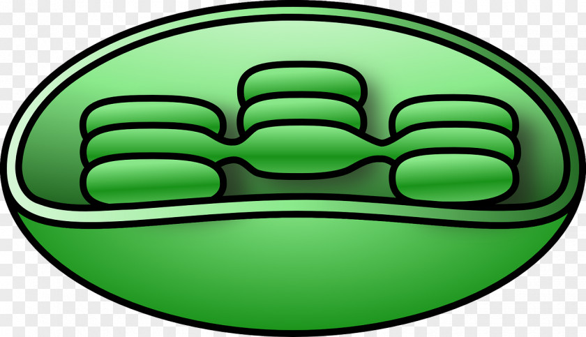 Plant Chloroplast Cell Clip Art PNG
