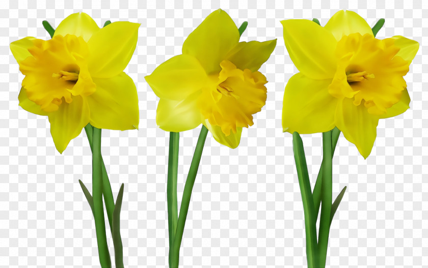 Pedicel Plant Stem Flower Flowering Yellow Narcissus PNG