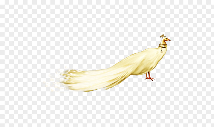 White Peacock FIG. Peafowl PNG