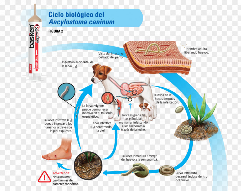 Dog And Cat Ancylostoma Caninum Biological Life Cycle Dipylidium Hookworm Infection Biology PNG