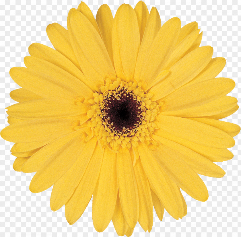 Flower Stock Photography Common Daisy Yellow PNG