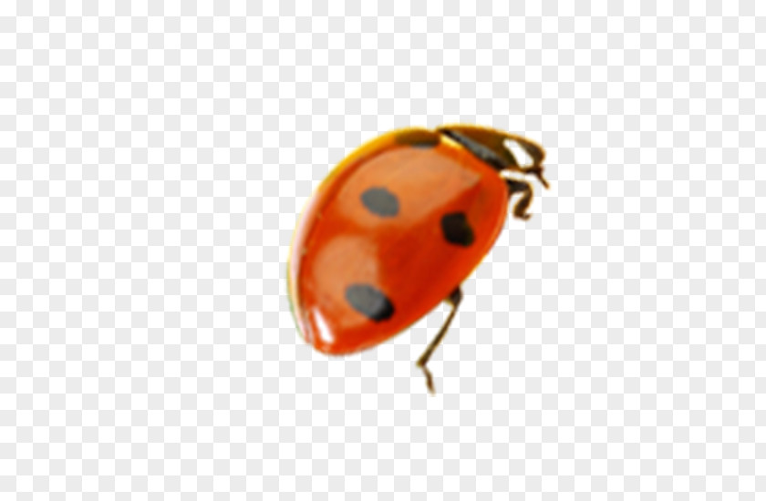 Ladybug Design Material Ladybird Insect PNG
