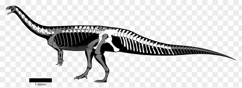 Reconstruction Yunnanosaurus Dinosaur Puertasaurus Dreadnoughtus Sinosaurus PNG