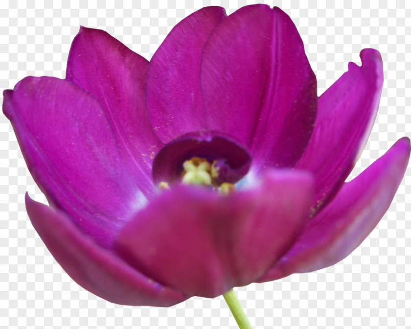 Tulip Pic Flower PNG
