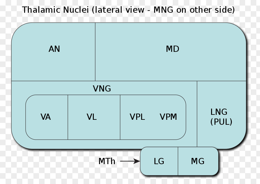 Brain Anterior Nuclei Of Thalamus Ventral Posterior Nucleus Posterolateral PNG