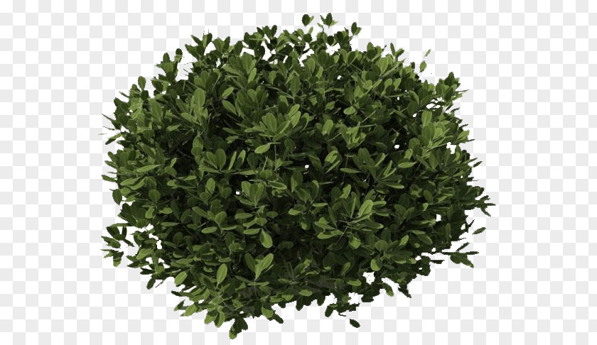 Bush Dark Green PNG Green, leafed plant illustration clipart PNG