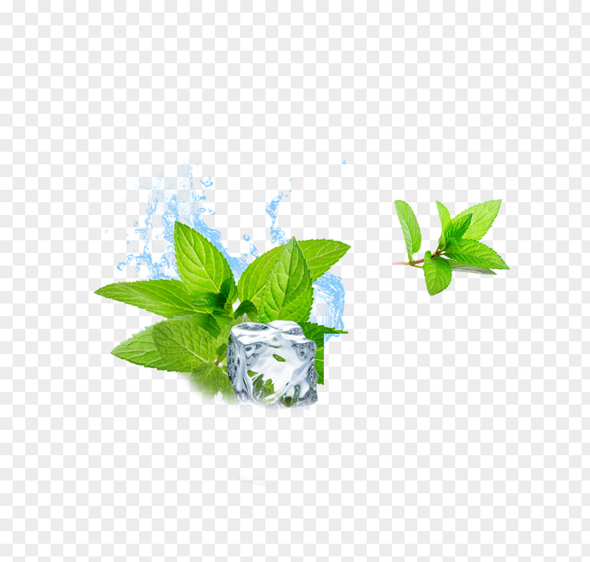 Mint Ice Cubes Water Cube Menthol PNG