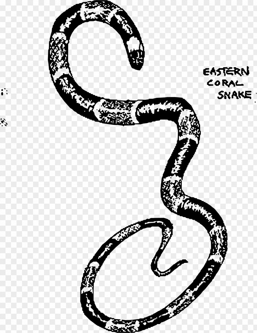 Snakes Snake Vipers Drawing Clip Art PNG