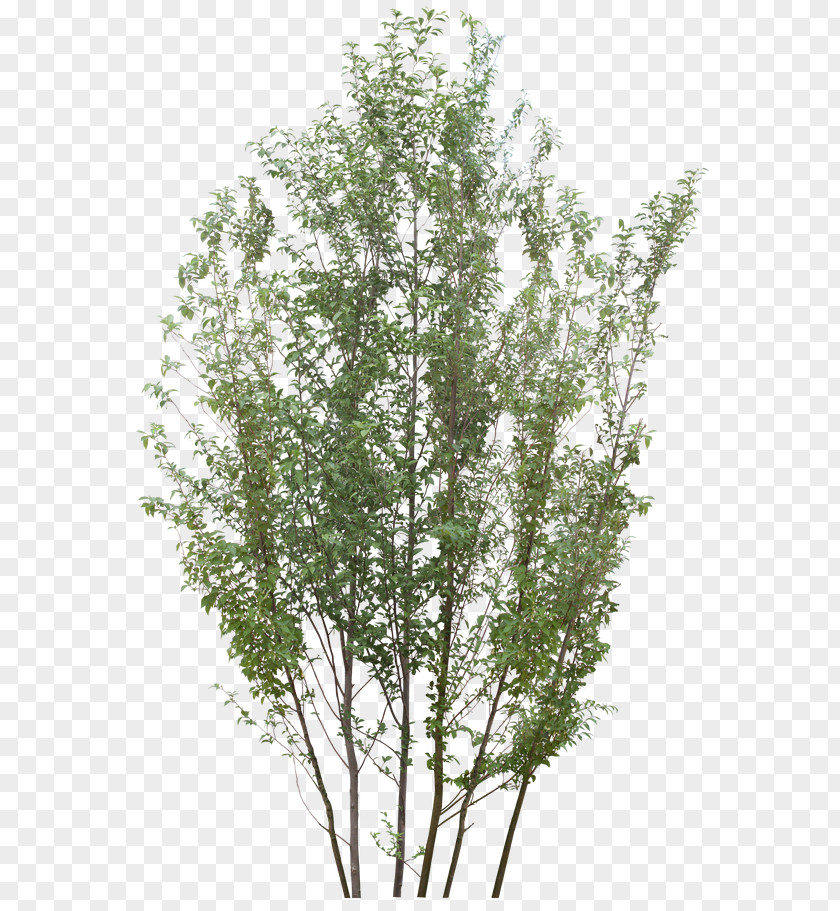 Tree PhotoScape Rendering PNG