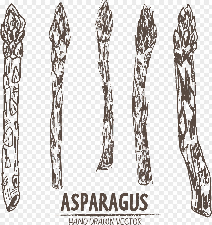 Asparagus Densiflorus Vector Graphics Illustration Drawing Image PNG