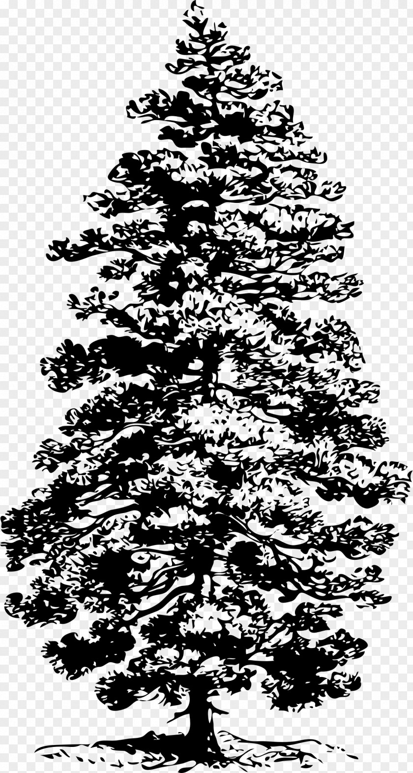Fir-tree Eastern White Pine Tree Clip Art PNG