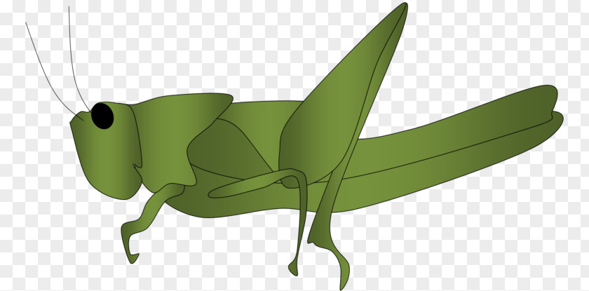 Grasshopper The Ant And Locust Clip Art PNG