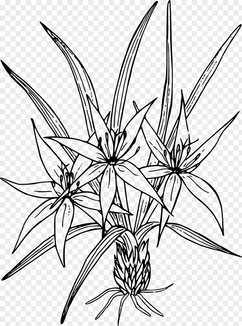 Lily Of The Valley Line Art Drawing Clip PNG