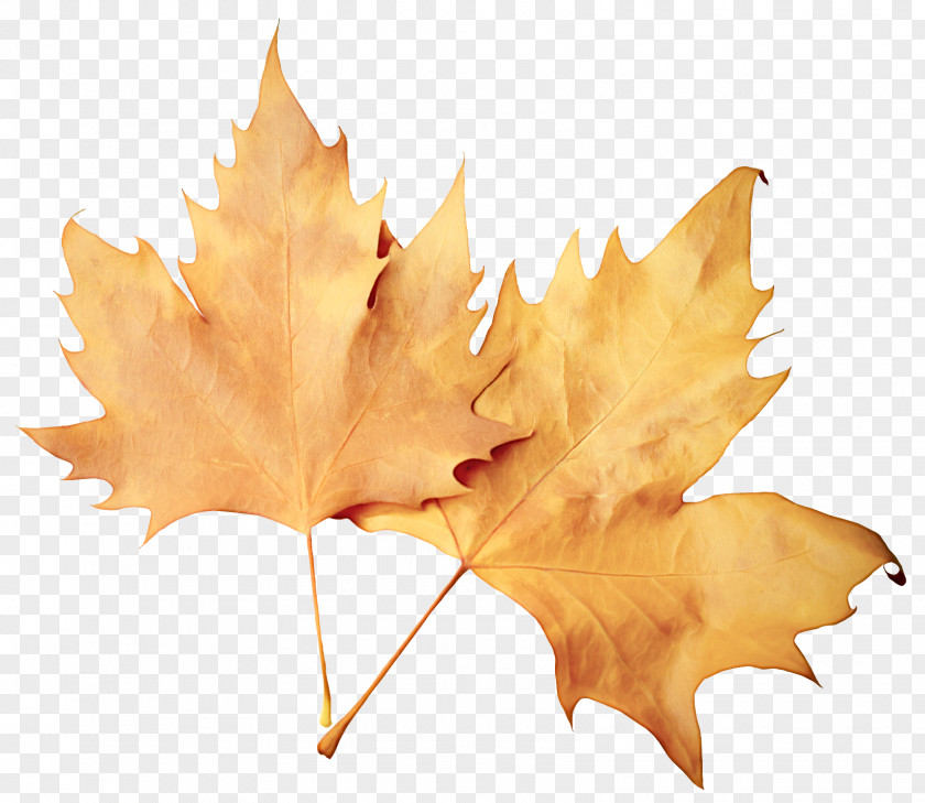 Silver Maple Deciduous Leaf PNG