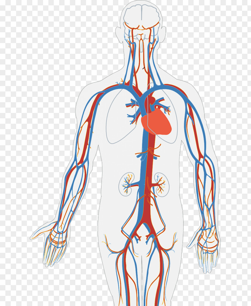 Circulatory System Human Body Diagram Organ Heart PNG system body Heart, heart clipart PNG
