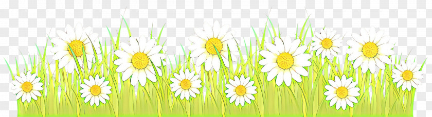 Daisy Family Oxeye Green Grass Background PNG